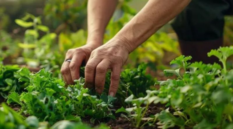 The Benefits of Plant Nurseries - webfreen.com